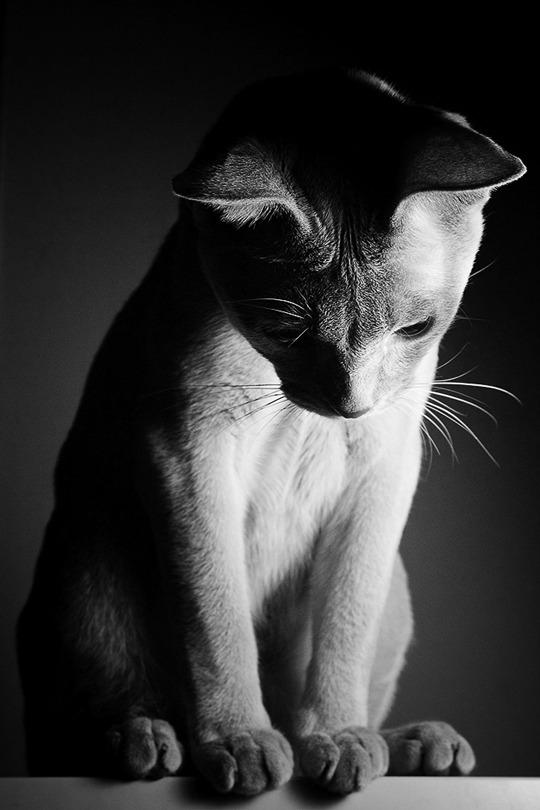 Cat c2i