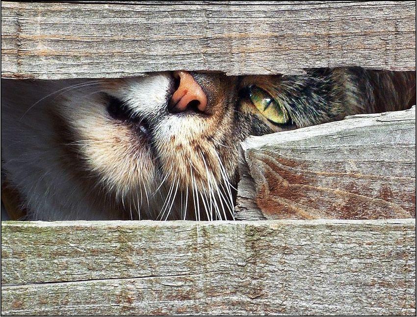 Cat c2m