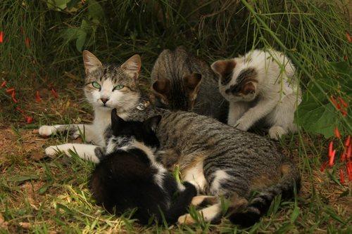Cat c2s