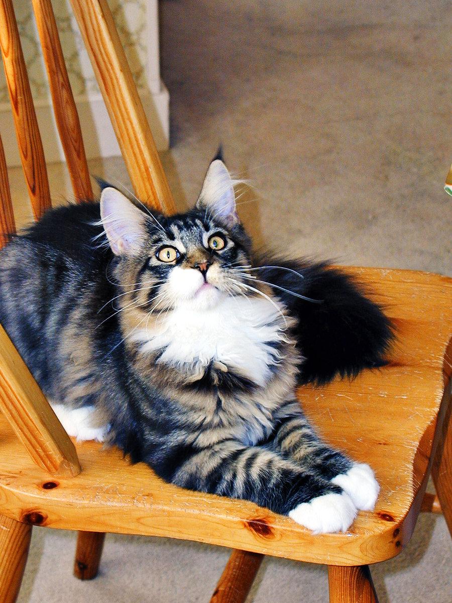 Cat c2t
