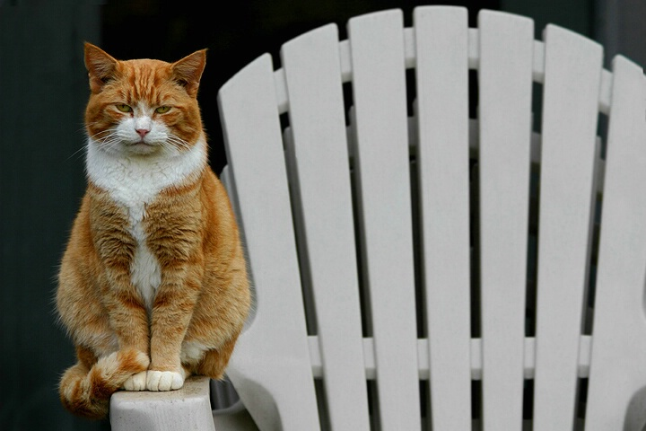 Cat c2u