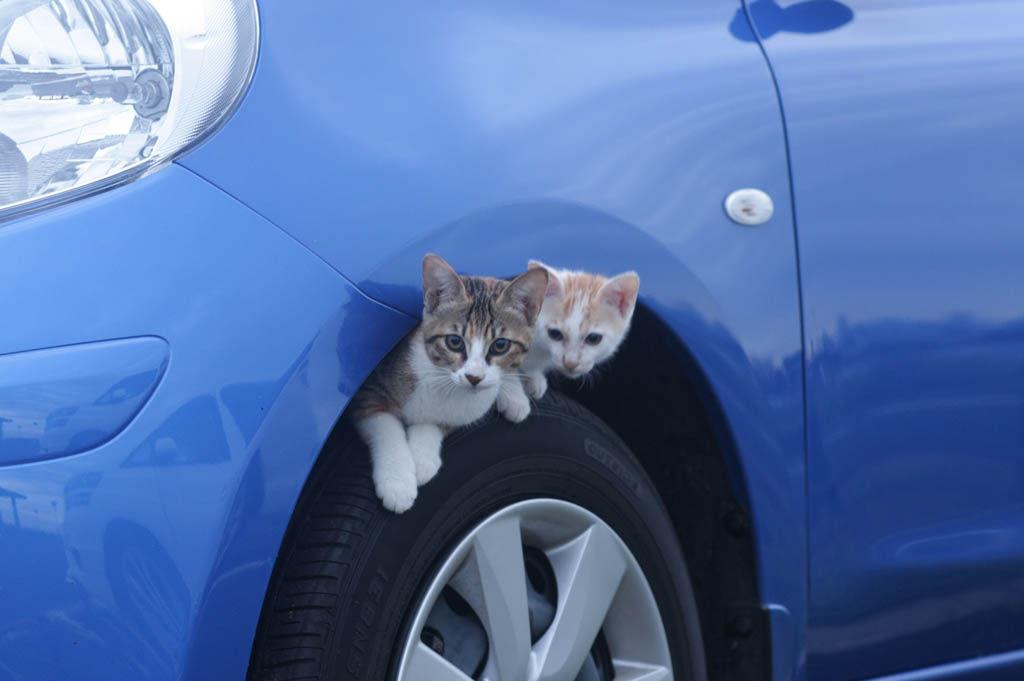 Cat c2v