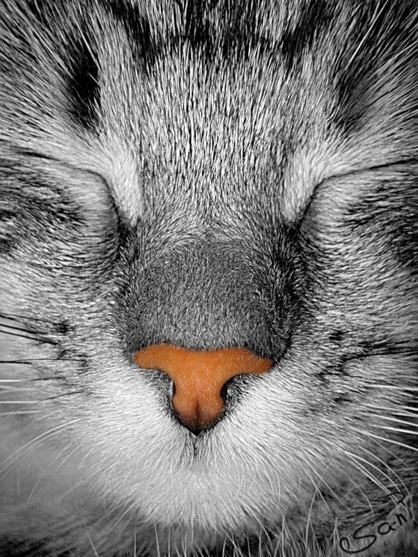 Cat c35