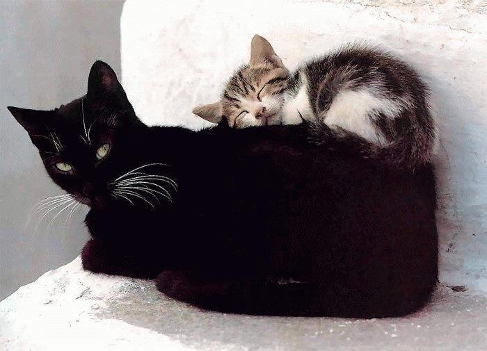 Cat c3f