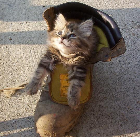 Cat c3k