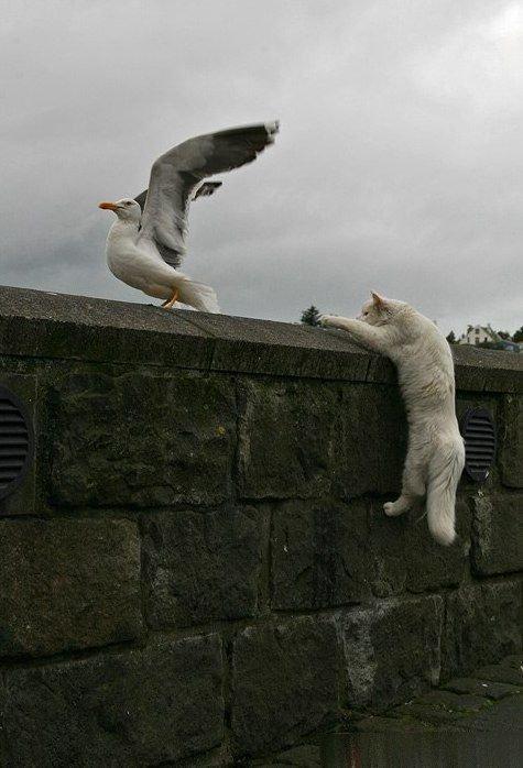Cat c3l
