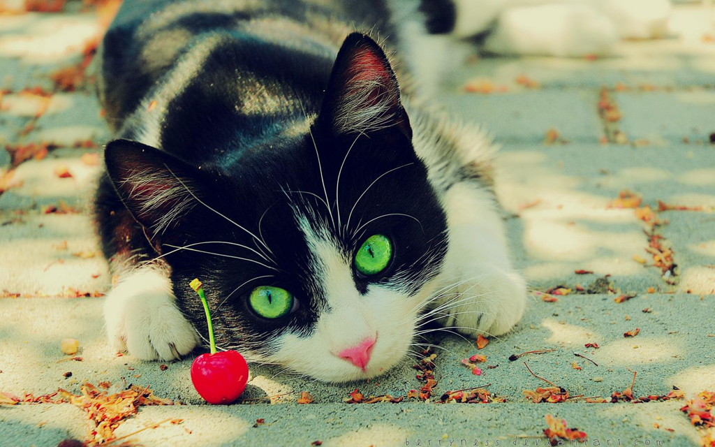 Cat c3r