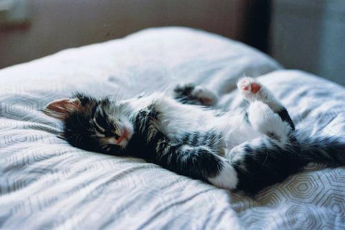 Cat c3t
