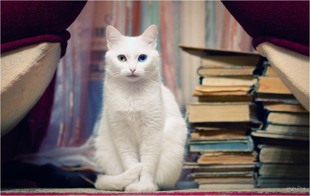 Cat c4b