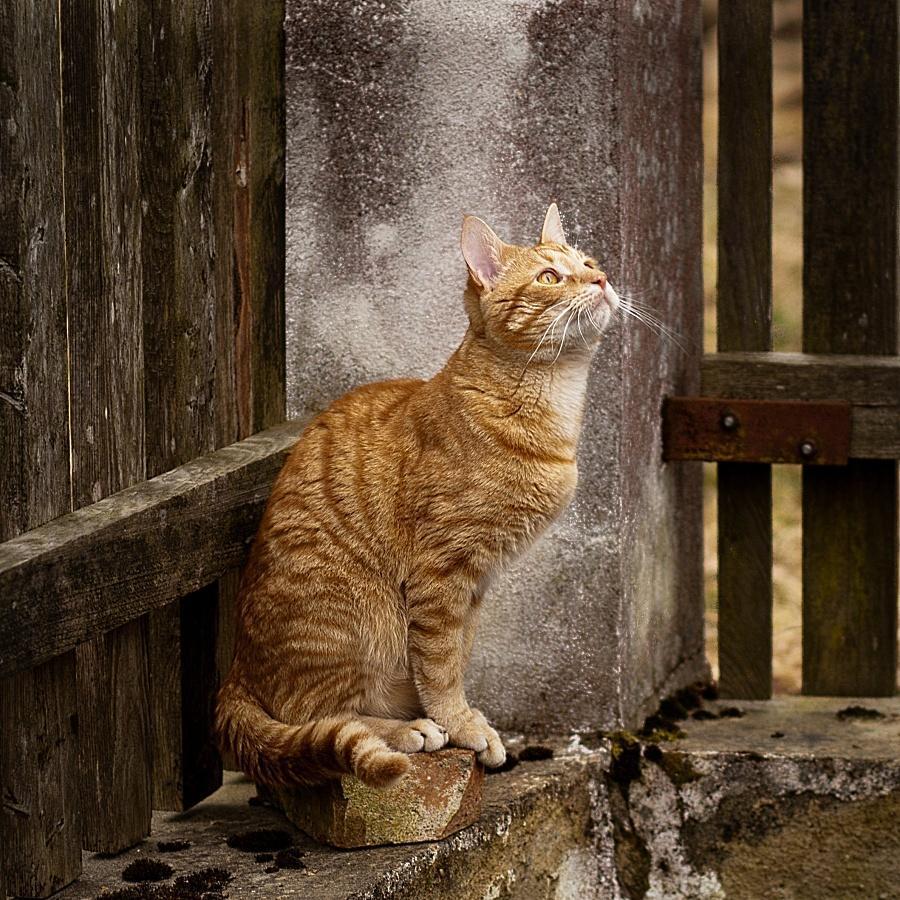 Cat c4e