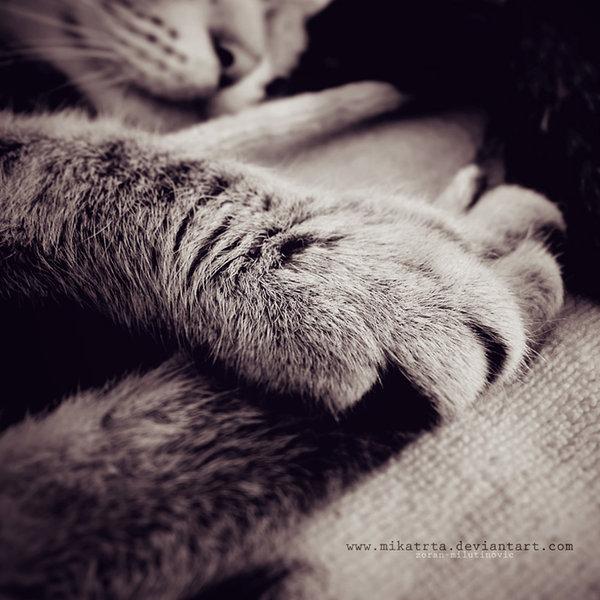 Cat c4m