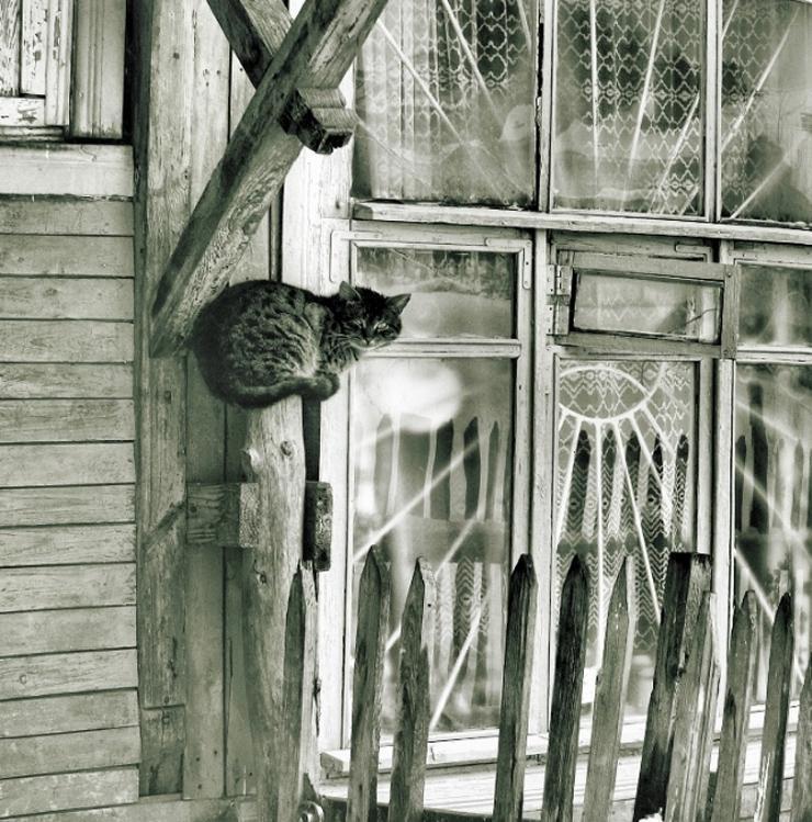 Cat c4s