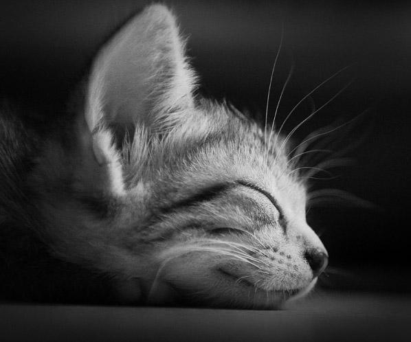 Cat c4t