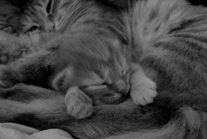 Cat c4u