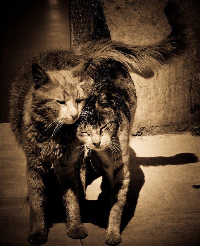 Cat c50