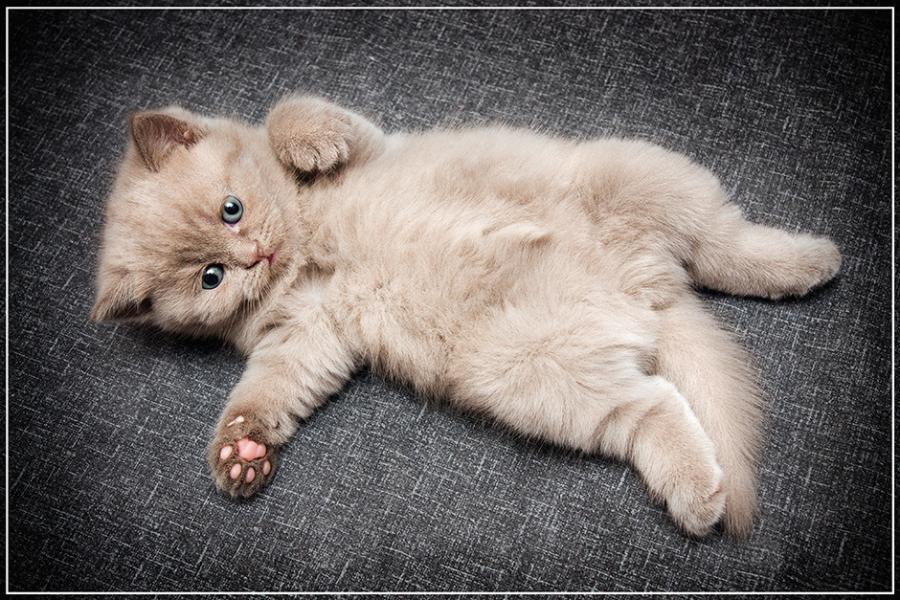 Cat c5d