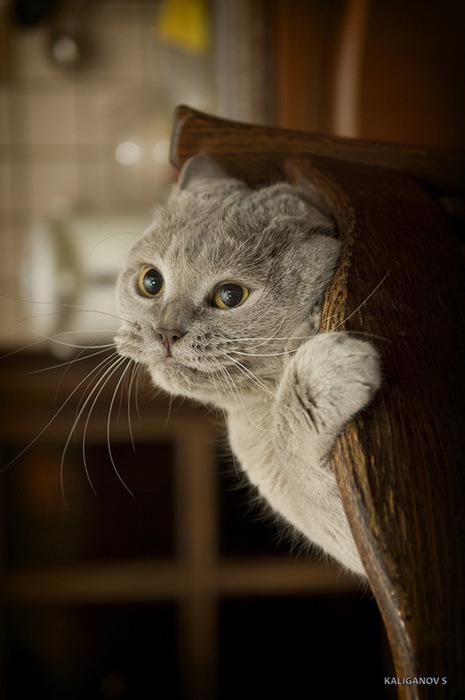 Cat c5k