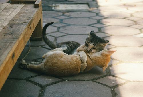 Cat c5r