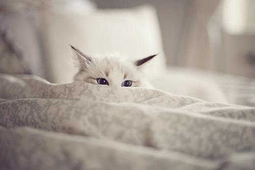 Cat c5u