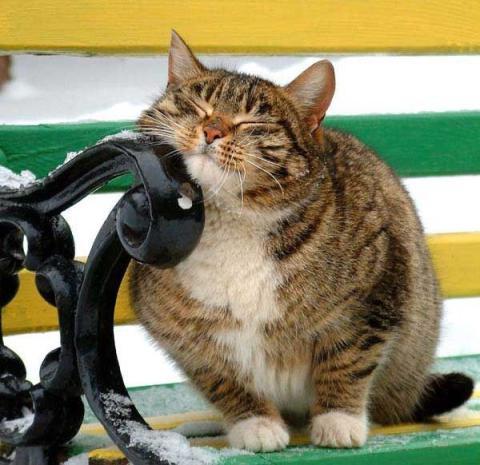 Cat c5v