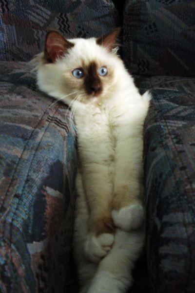 Cat c68