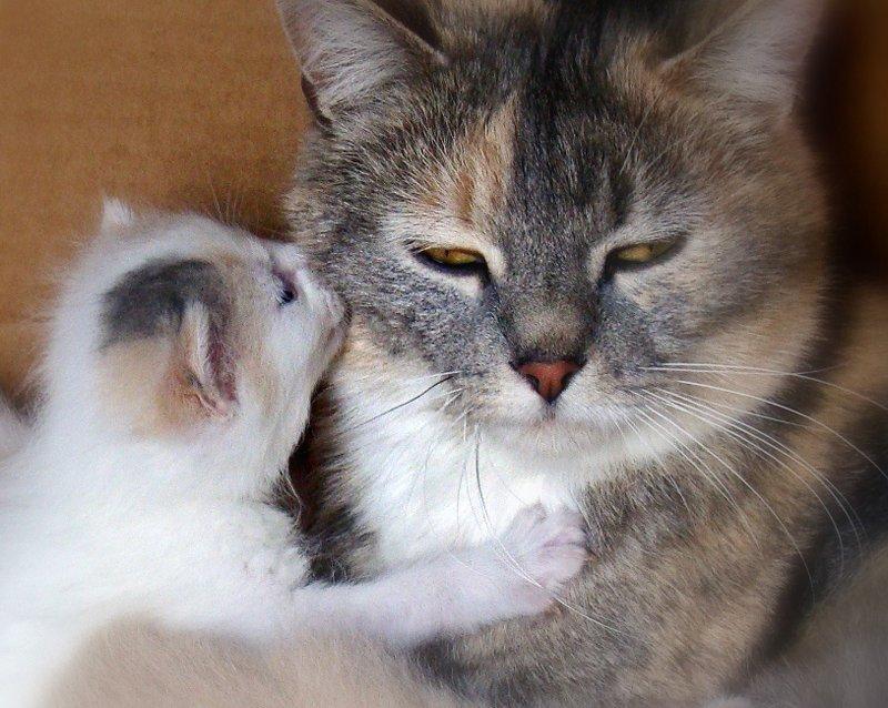 Cat c6q