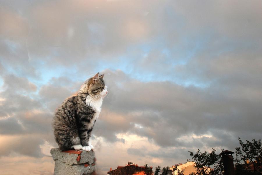 Cat c6r