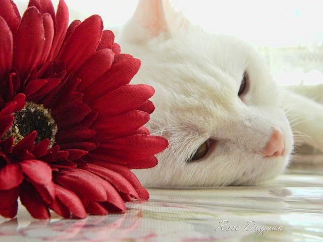 Cat c76
