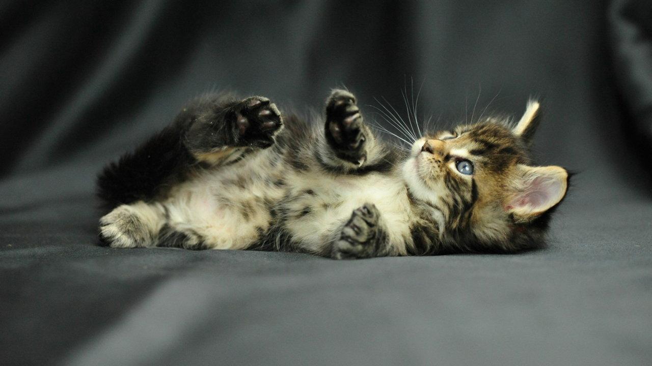 Cat c78