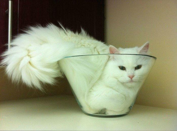 Cat c7g