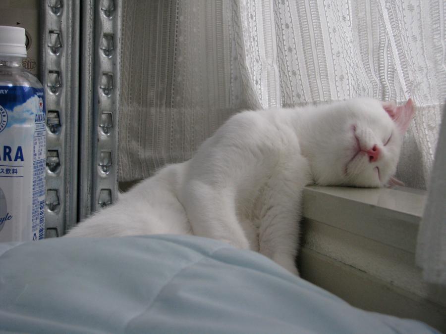 Cat c7j