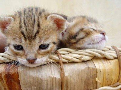 Cat c7s