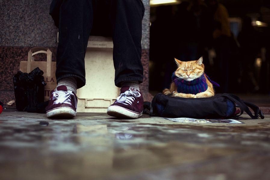 Cat c8d