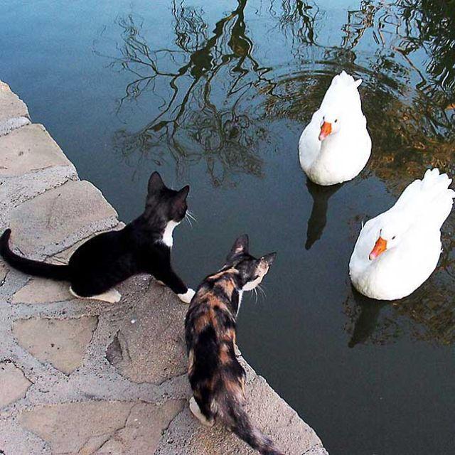 Cat c8j