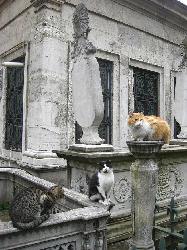 Cat c8p