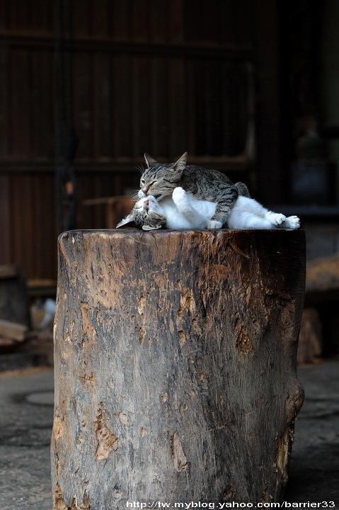 Cat c8s