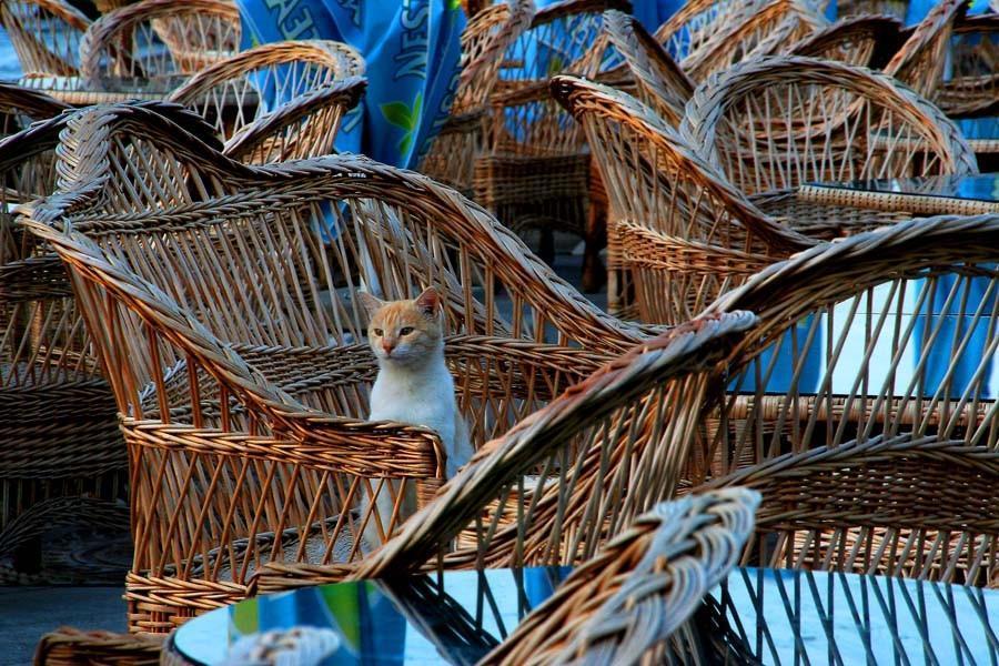 Cat c8v