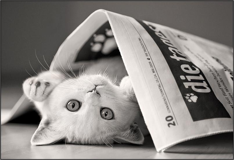 Cat c99