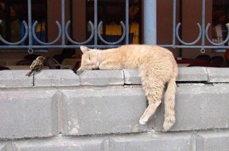 Cat c9c