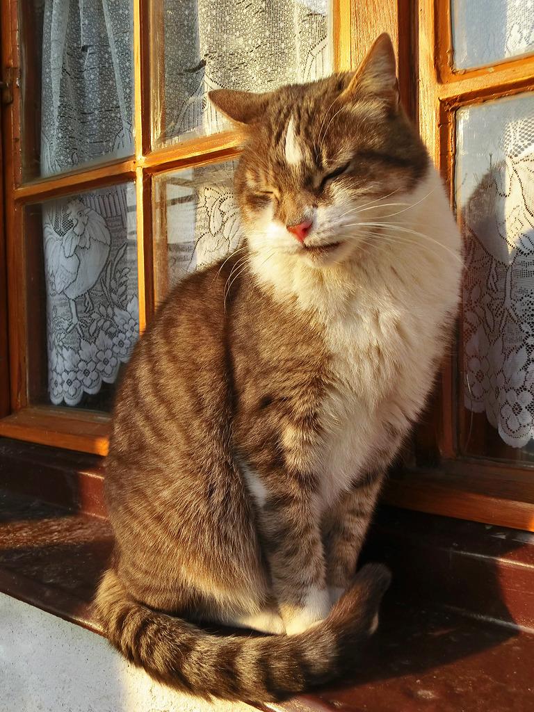 Cat c9g
