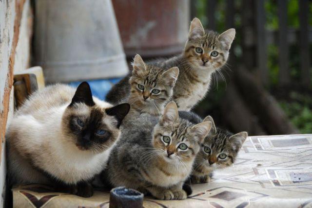 Cat c9h