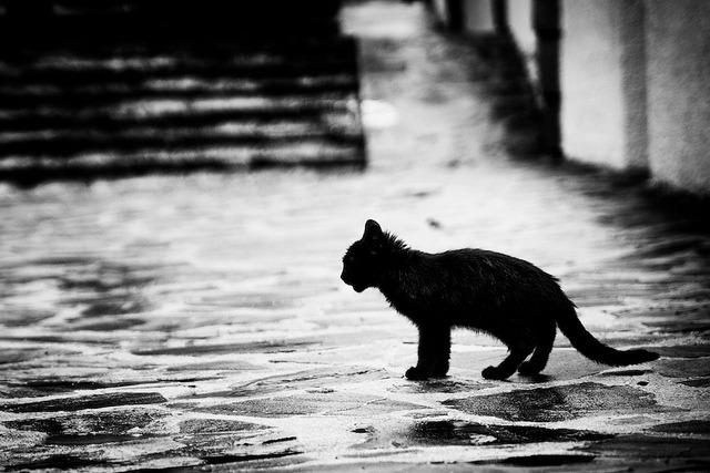 Cat c9m
