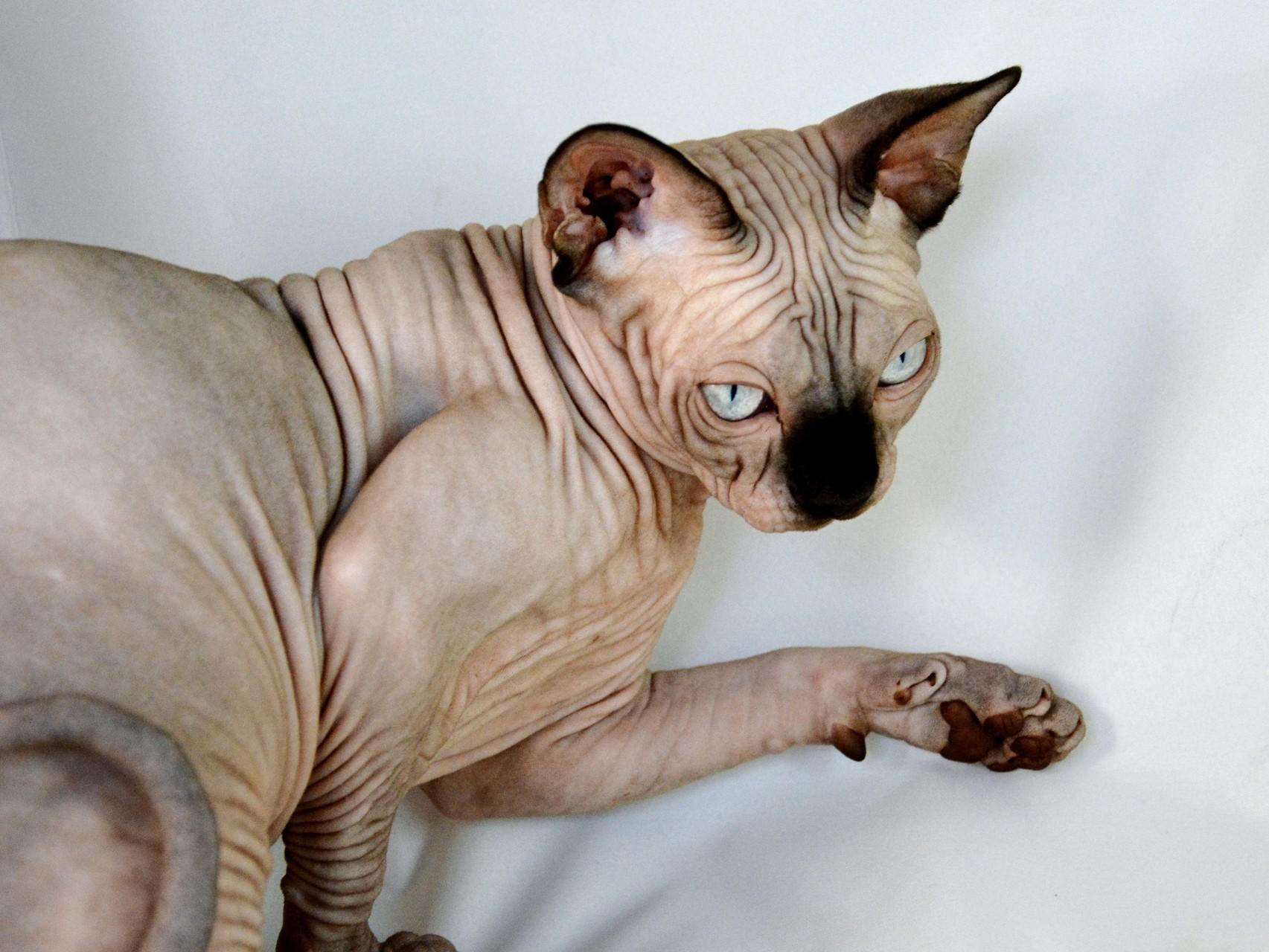 Cat cIFwPWy84