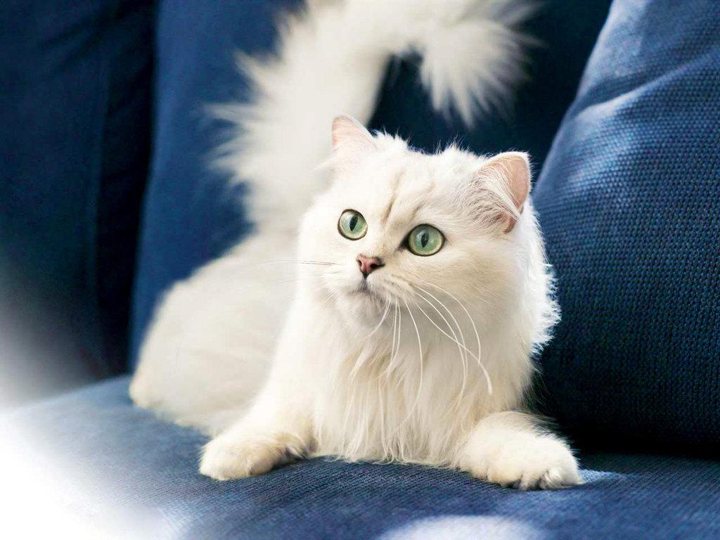 Cat cSzaNCgq2