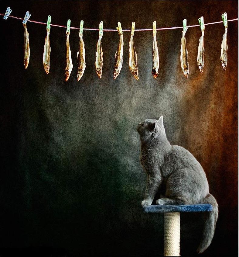 Cat cao