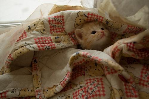 Cat cap