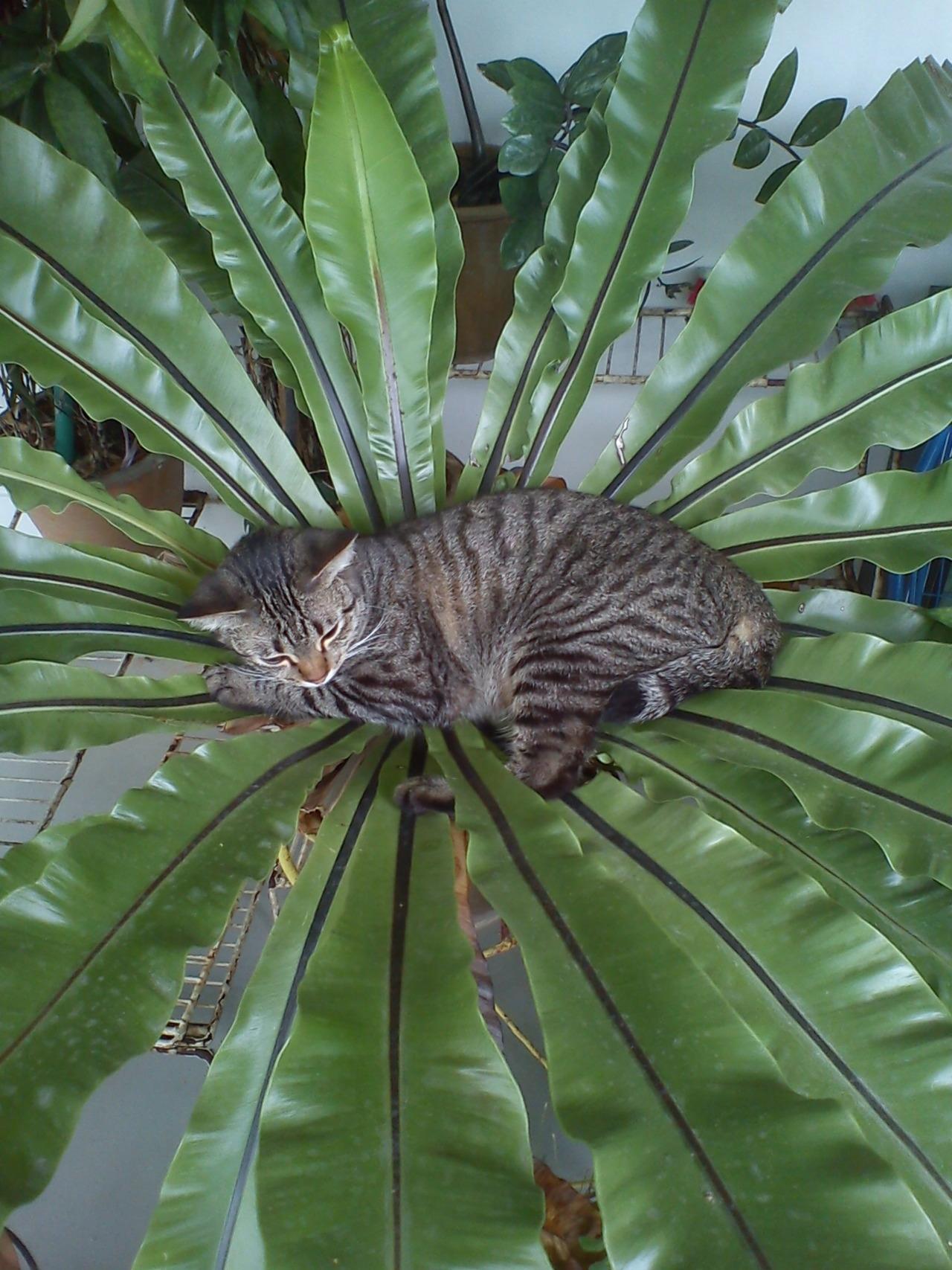 Cat caq