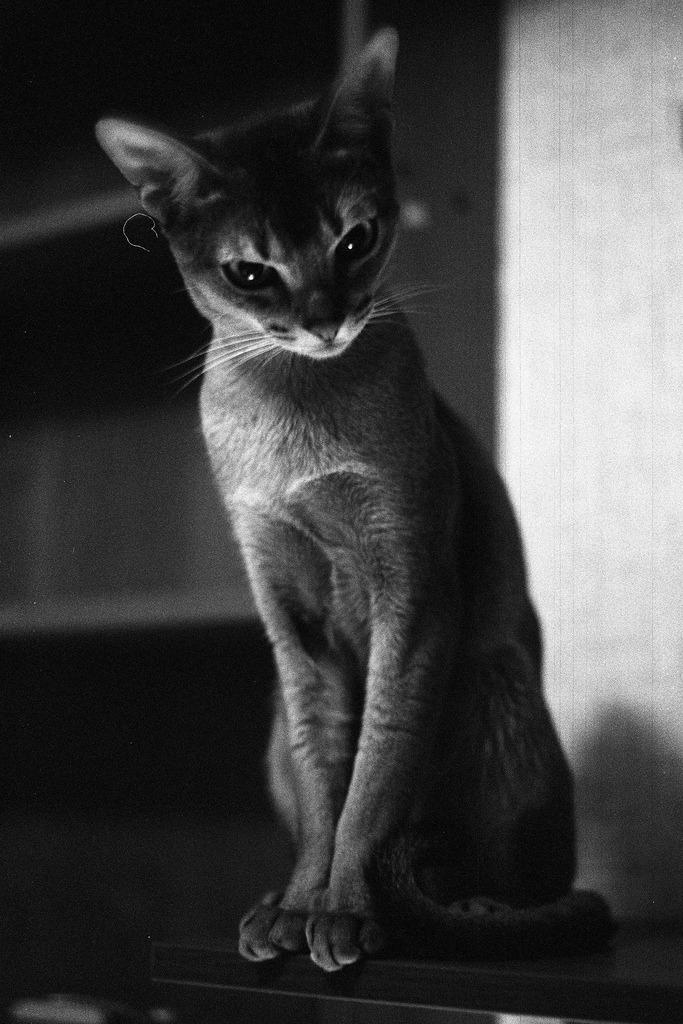 Cat cb1