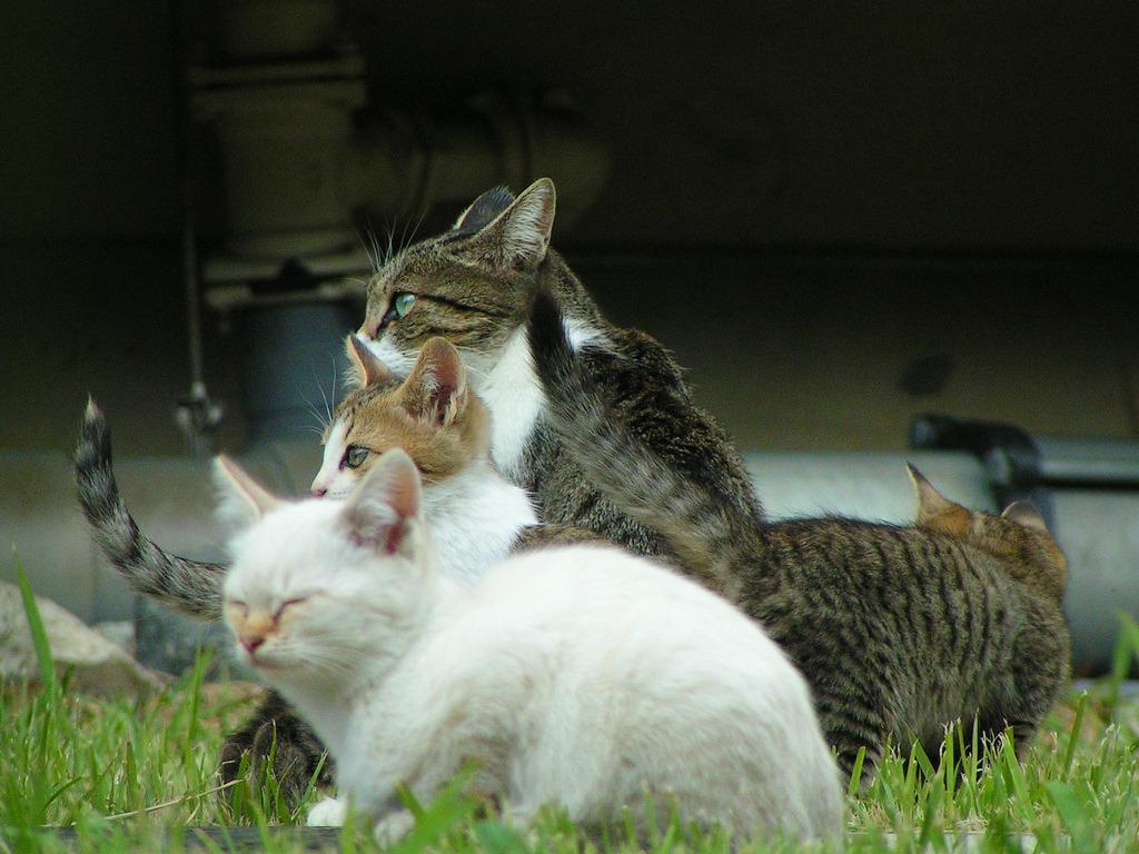 Cat cb4