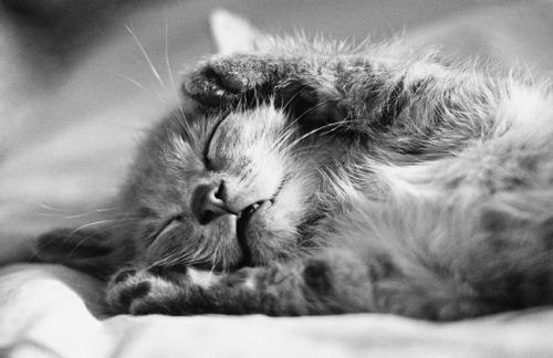 Cat cbb